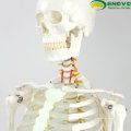 SKELETON01-1 (12361-1) медицинские науки гибкая жизнь-Размер скелет 170см медицинский анатомический скелет модели